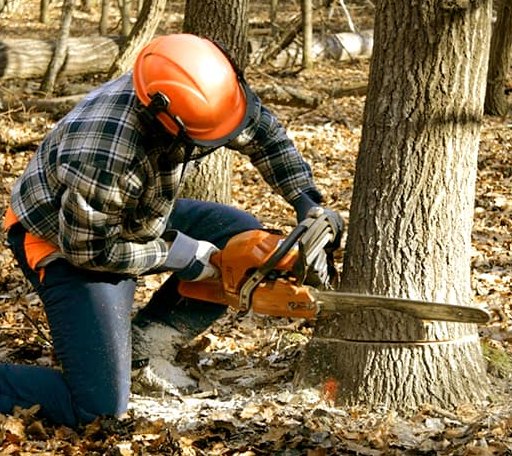 Tree Removal in Rusk, TX